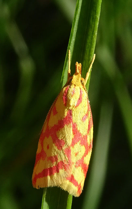 Hypercallia citrinalis - Elachistidae